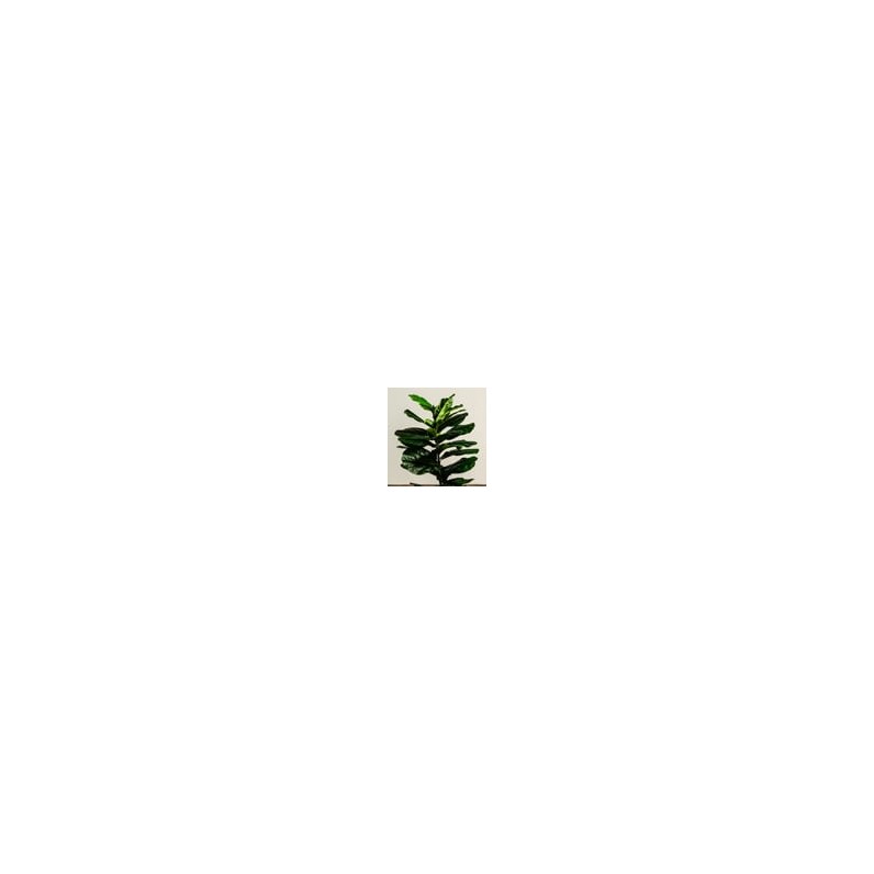 Φίκος Λυράτα Φυτό Τεχνητό Plant 100cm...