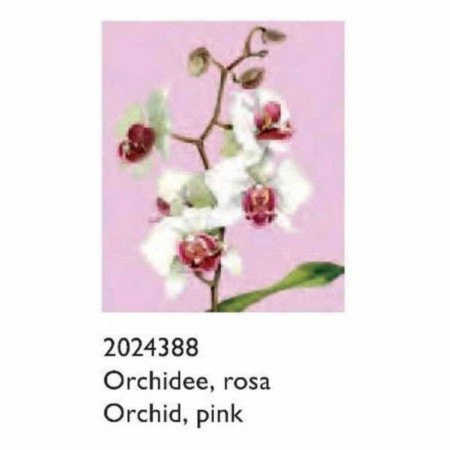 Πανάκι Μικροϊνών - Orchid Pink 2